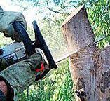 Best Tree Preservation Services  in Essex Fells, NJ