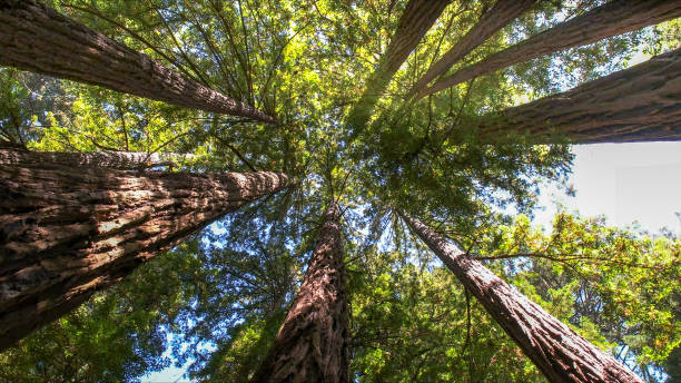 Reliable Essex Fells, NJ Tree Removal Solutions